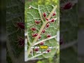 Jangan Salah Obat Atasi Daun Cabe Keriting Kayak Sendok!