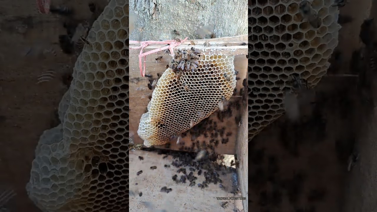 New home for honey bees 🥰 | Tropical Forest Bees 