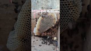 Download Lagu New home for honey bees 🥰 | Tropical Forest Bees #bees MP3