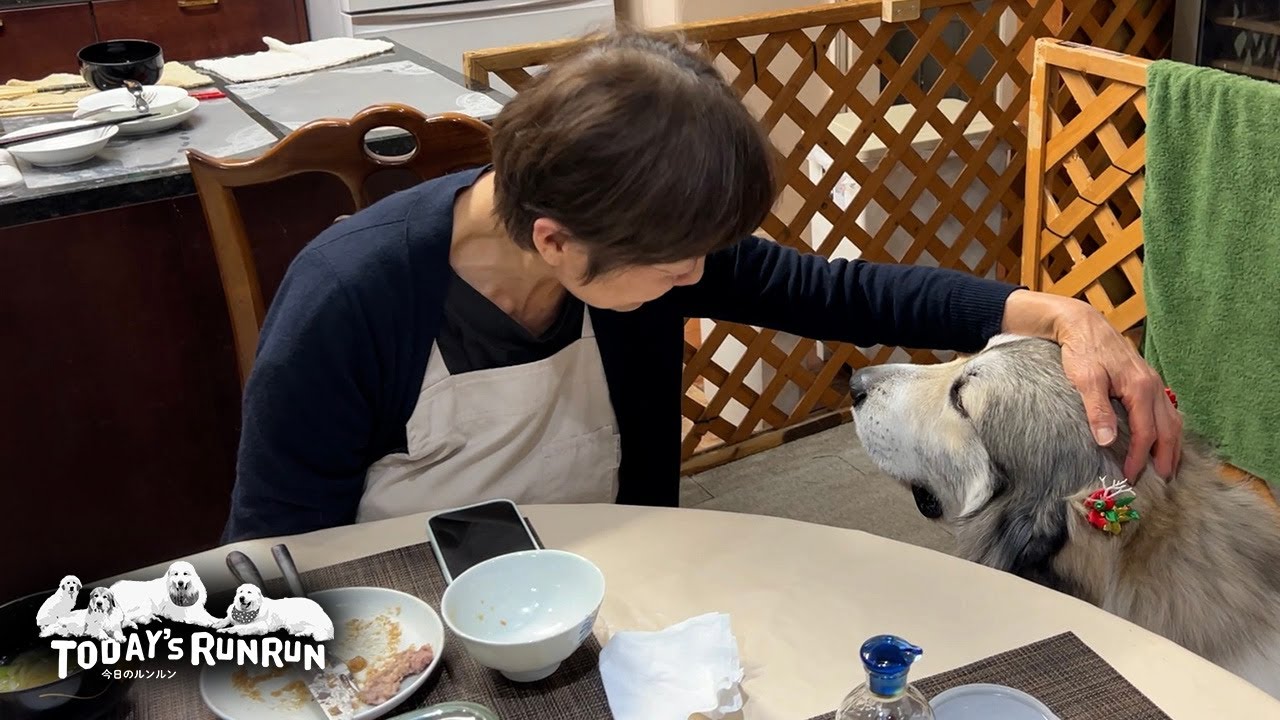 シャンプーは疲れたけどお母さんにたくさん褒めてもらったベルです　Great Pyrenees　グレートピレニーズ