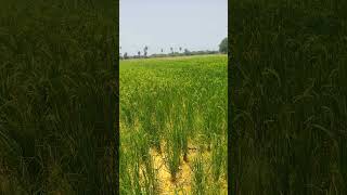 ,vivasayam kappom