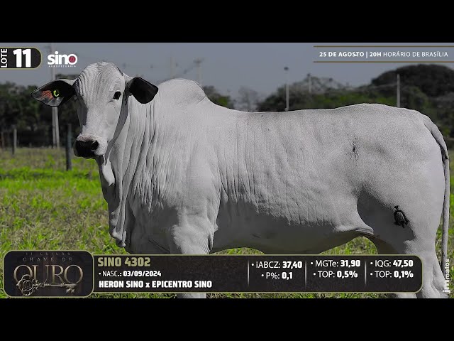 LOTE 11   SINO 4302
