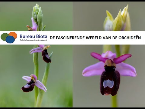 Video: Wilde orchidee - de belichaming van de ziel van een mooi Kuai Mai-meisje