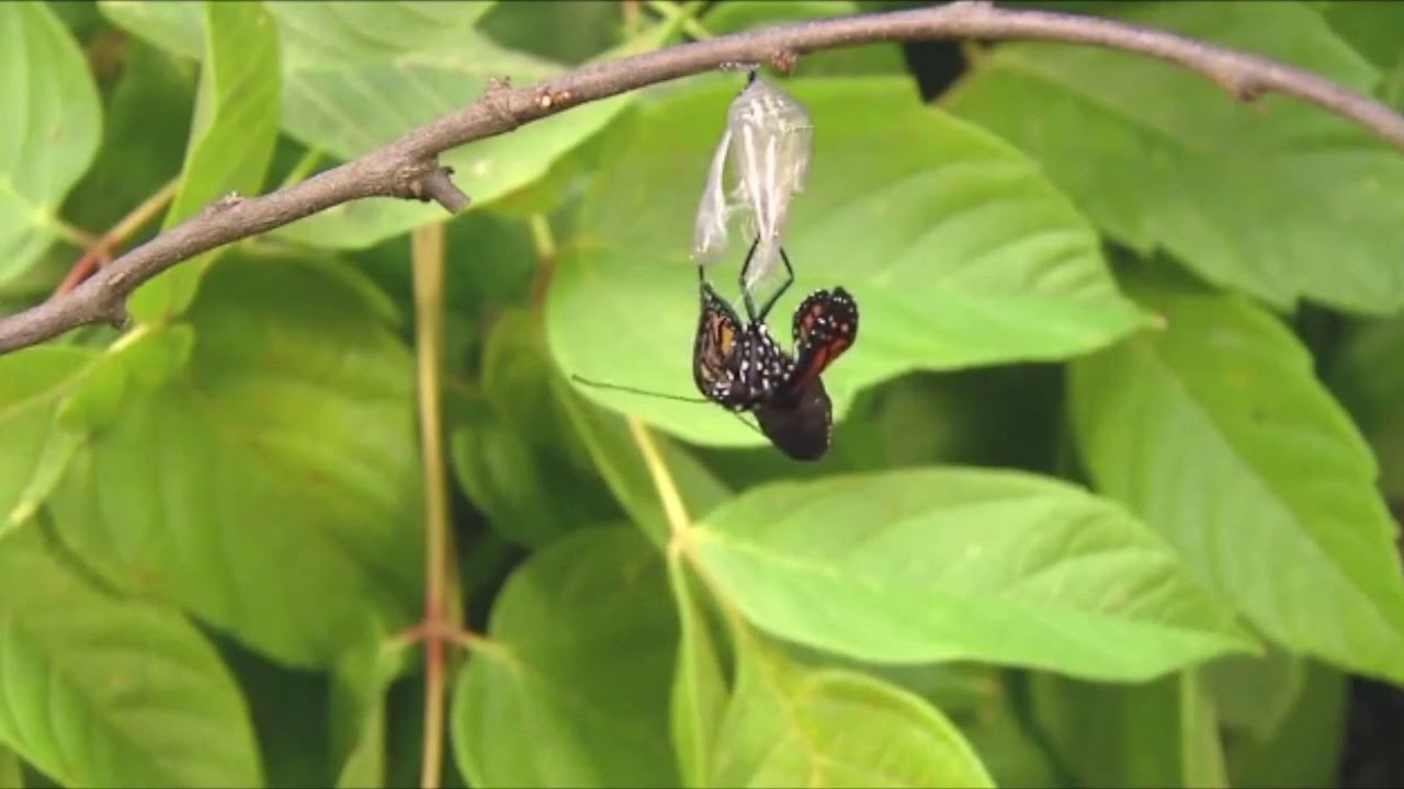 Caterpillar In Tamil Youtube