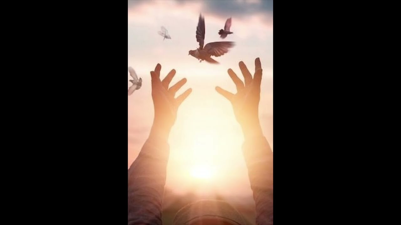 Oiseau libr   Szabad madár