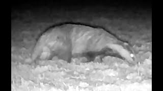 Badger, Fox and Fox Cubs foraging - Night Vision Trail Camera  - 18 May 2025