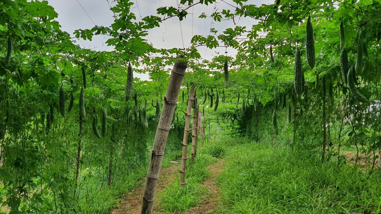 ABONO PANGPARAMI NG BUNGA || ABONO PANGMAINTENANCE PARA SA MASAGANANG ANI