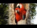 RED-AND-GREEN MACAW (ARA CHLOROPTERUS), ARARA-VERMELHA, Couple nesting protected by pointed spines.