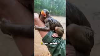 Man Saves Baby Monkey That Couldn’t Swim From Raging River