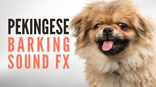 Pekingese Puppy Barking. Pekingese Excessive Barking NON STOP for More Than One Minute