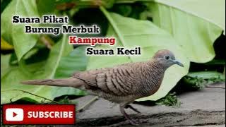 SUARA PIKAT BURUNG MERBUK KAMPUNG SUARA KECIL | 2022