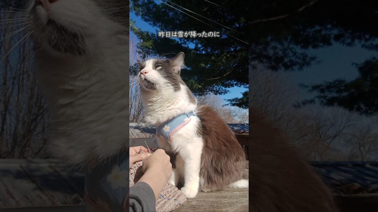 お庭で編み編み #編み物 #かぎ針編み #ハンドメイド