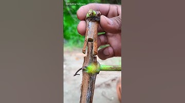 grafting grape tree new technique #grafting #grapevinetree