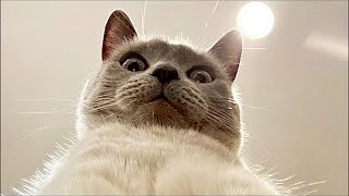 Most Funny Animal Videos 🤣   Funny Cats & Dogs 2023 😺😍 #12 by City of cats 272 views 11 months ago 10 minutes, 8 seconds