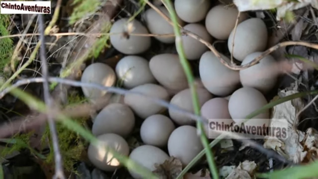 En busca de huevos en el monte - Gallina de Guinea