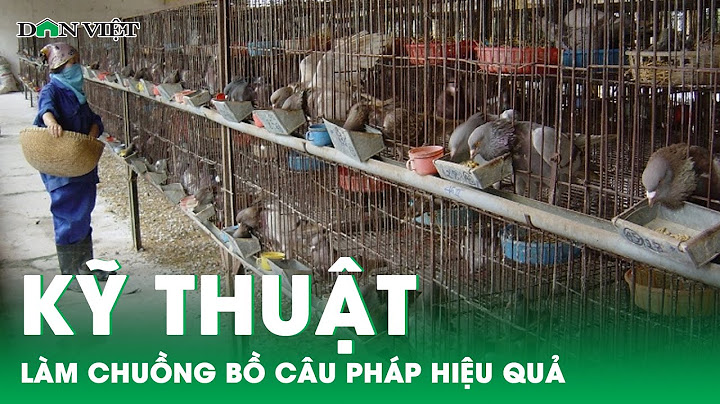 Hướng dẫn kỹ thuật chăn nuôi bồ câu