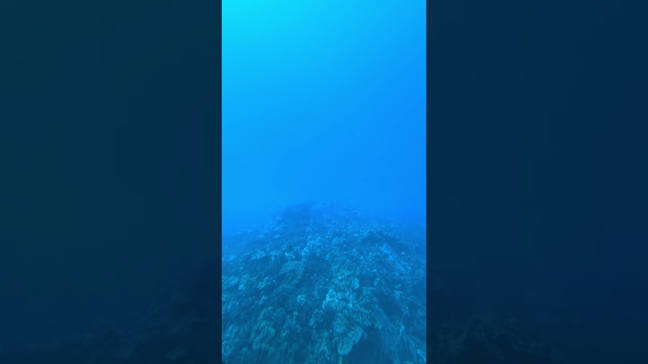 Submarine Adventures in Hawaii