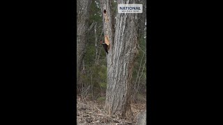 Woody Destroying Wood
