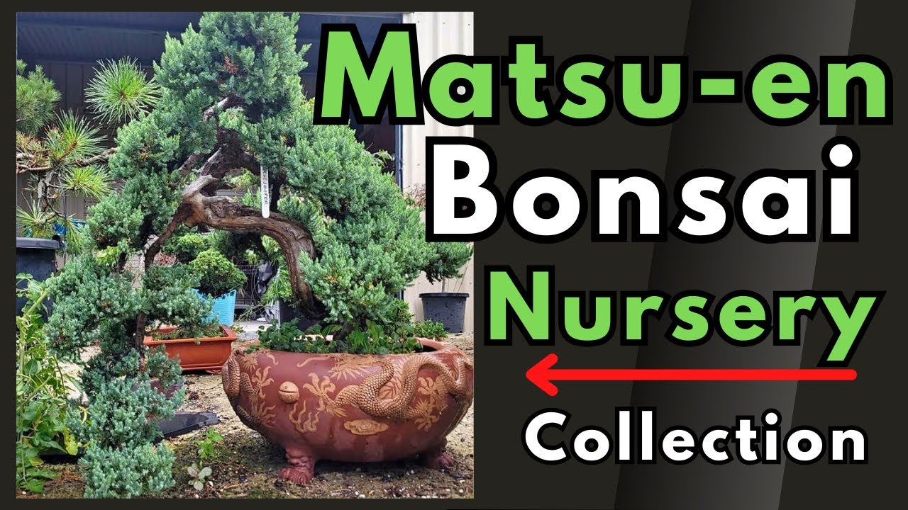 "Matsu-en Bonsai - Uncovering Australia's Private Bonsai Collections #3