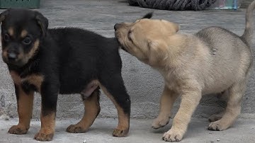 Gấu Xinh Baby - Cún con, Những chú cún tinh nghịch