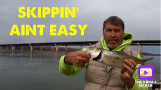 Skipjack fishing at Kentucky and Barkley Dam 4-2