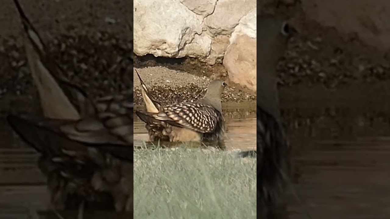 Sandgrouse - unique water gatherers  