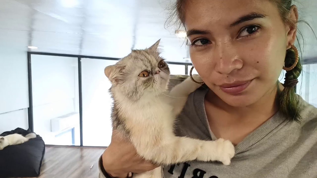 El Gato Cafe Cat Cafe In Zamboanga City Youtube