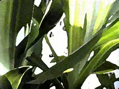 The Corn Plant - YouTube