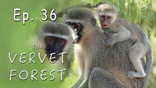 A Caracal Gets Stuck in Monkey Enclosure // A New Orphan // Baby Monkeys Join Troop - Ep. 36