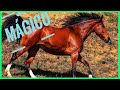 CABALLO 🐴 Animal de PODER Mision Espiritual,  Magico Simbolismo, características cosas que no sabias