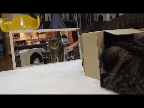 mugumogu - YouTube