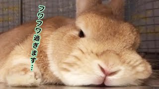 フワフワな体を丸めて、いなり寿司化…！ 素敵すぎるフォルムを持つうさぎさん