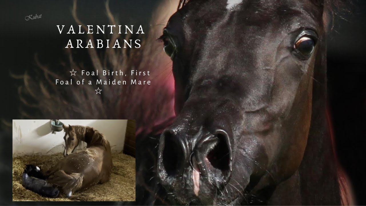 💕☆ Foal Birth, First Foal of a Maiden Mare ☆💕 #foalbirth #foal #foals