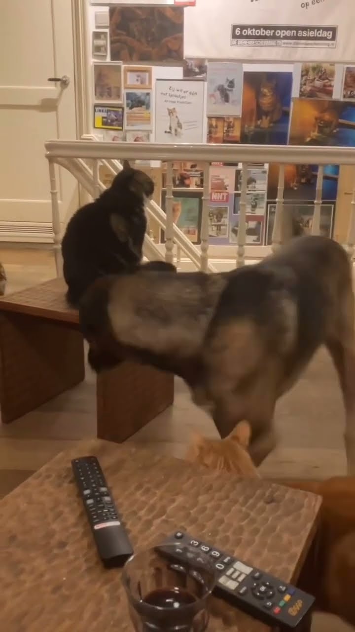 Très drôle le chat