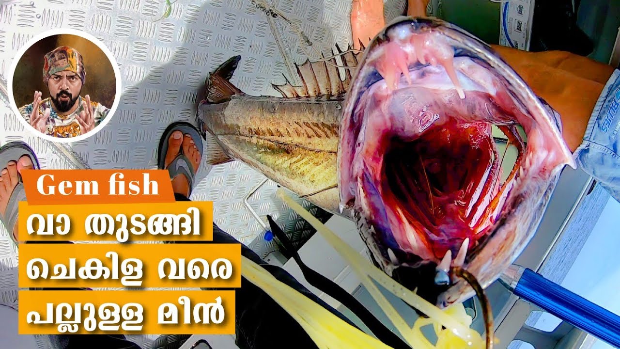 FISHING/KINGFISH/GEMFISH/TREVALLI/BEST FISHING/DEEP SEA FISHING/BOAT FISHING