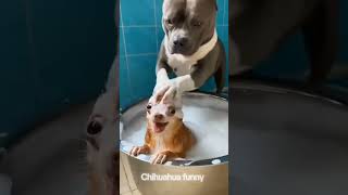 Big Boss Bath Time Chihuahua Vs Bubble Drama