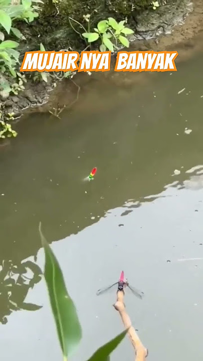 Mancing ikan Mujair #mancing #ikanmujair #mancingmania #shorts