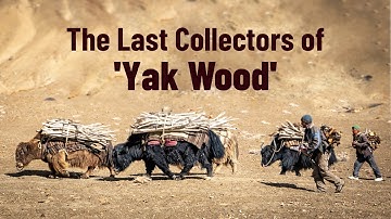 How Yaks Help a Village Stay Warm - The Untold Story of 