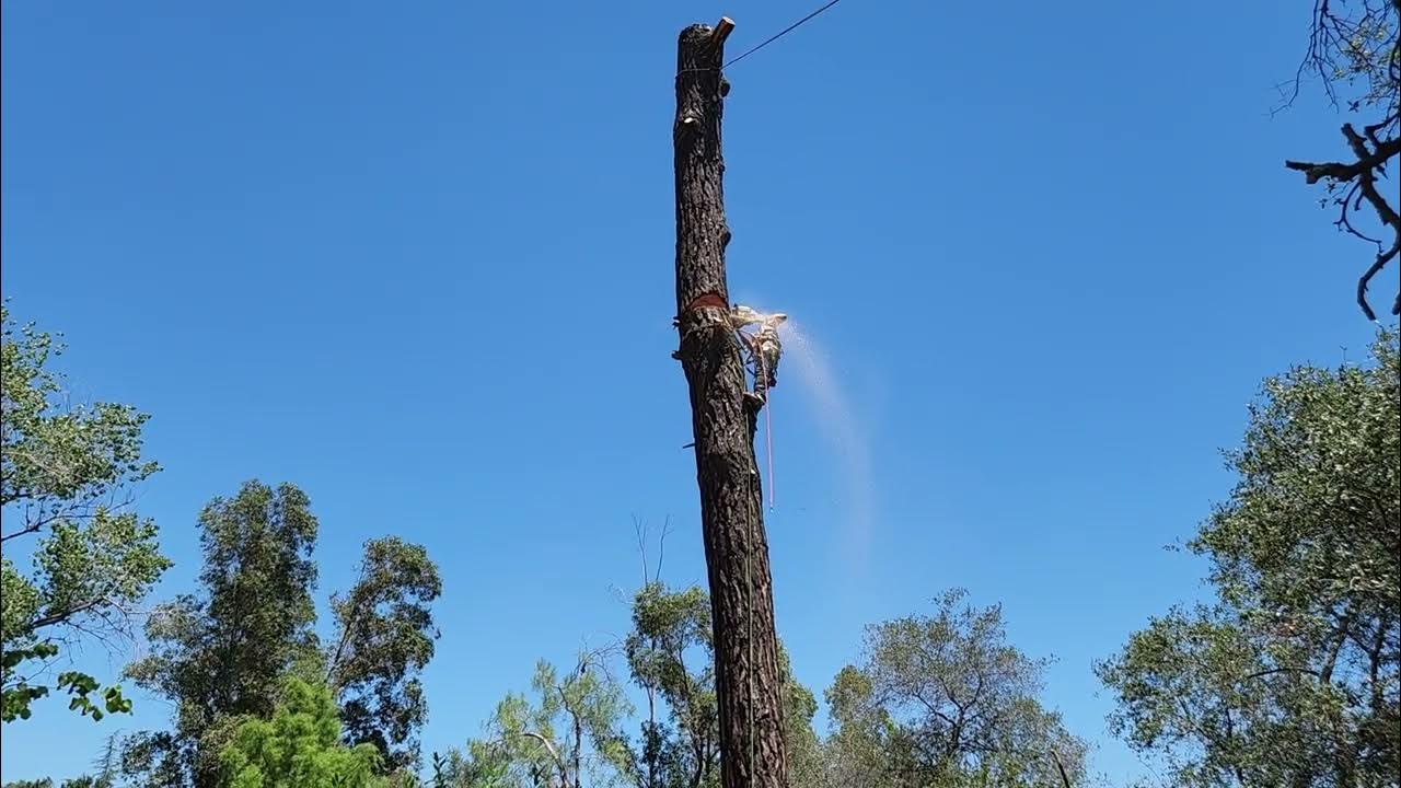 Cut Down Tree Final 1 YouTube