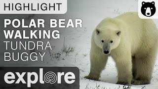 Large Polar Bear Walking  - Polar Bears Live Cam Highlight 11/07/17