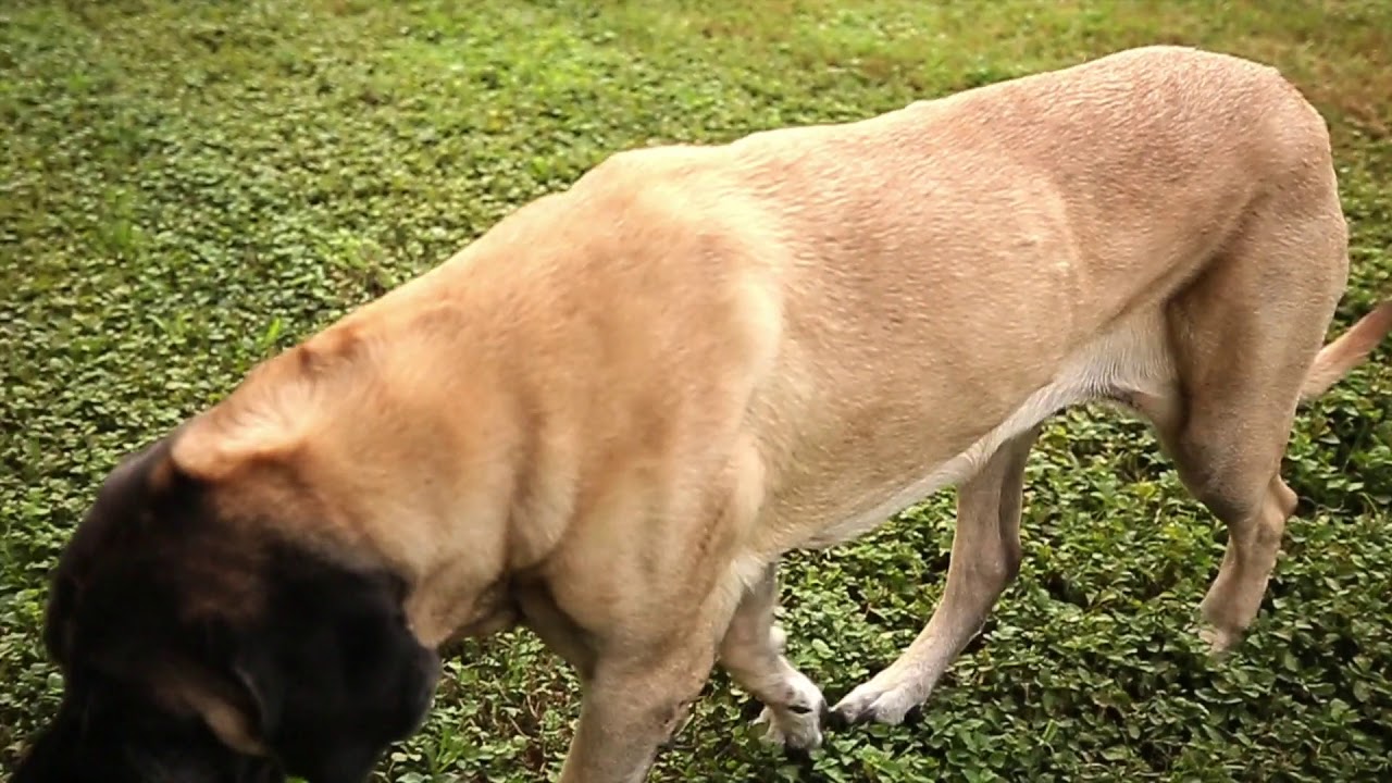 CBD Oil For Dogs   Cannabidiol Life