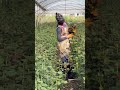 花栽培農家の型破りな戦​​略。
