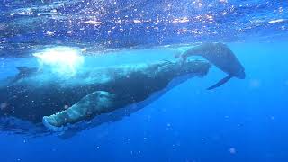 Mama whale upside down