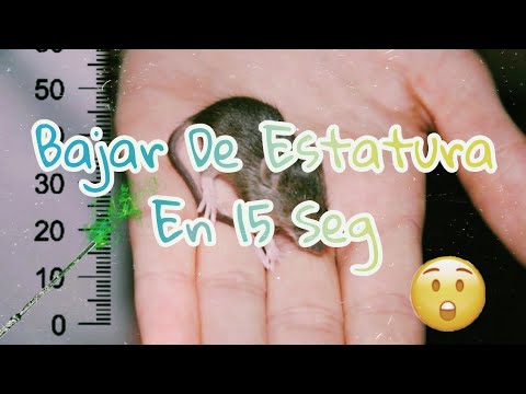 Video: Cómo Encoger Una Canción