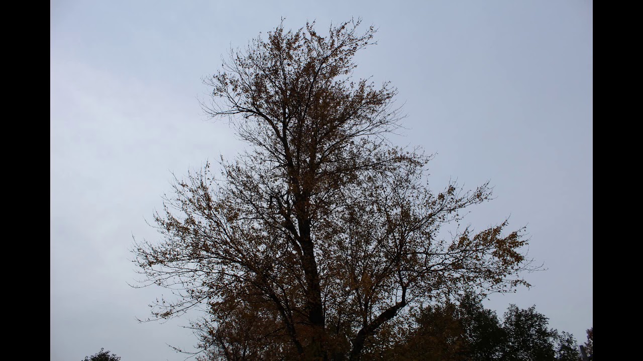 Tree Time Lapse - Michigan Sugar Maple Tree - YouTube