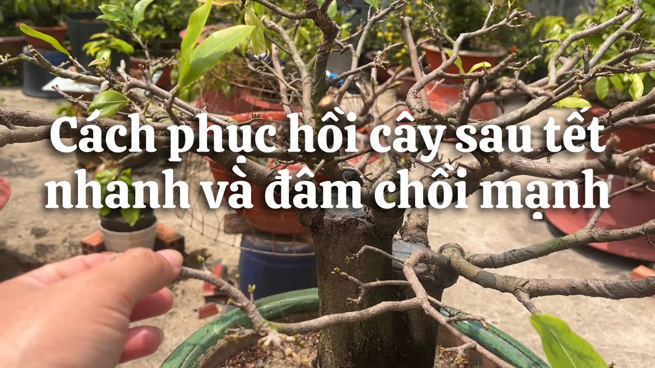 Cách phục hồi cây sau tết nhanh và đâm tược mạnh // 15-1 âl 