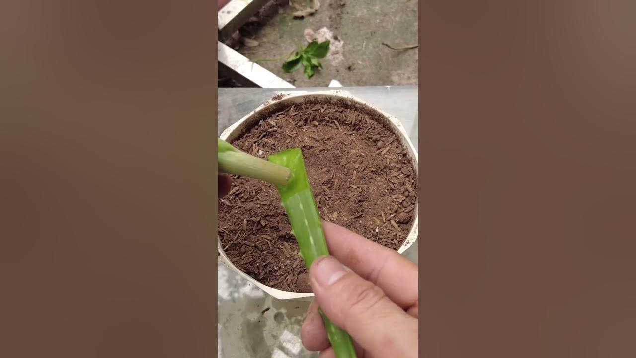 How To Make Roots From Aloe Vera shorts shortsvideo youtubeshorts how-to-make-roots-from-aloe-vera-shorts-shortsvideo-youtubeshorts
