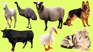 Learn names Farm Animals in English | Lean Sounds of Animals for Kids