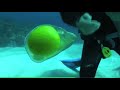 Scuba diver cracks egg underwater