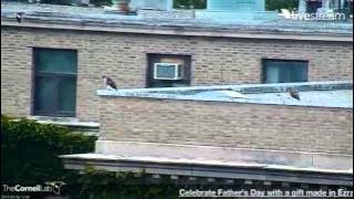 06162013_151PM_Cornell RTH_Playing in the Wind